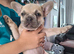 French bulldog pups (kc reg )