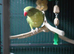 6 month old male Ringneck