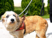 LILLY - Adorable scruffy girl for adoption