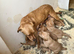 Fox red labradors