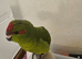 Tame cockatiel and kakariki chicks