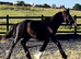 "Traditional black cob to mature to 15.2hh