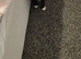 Female kitten