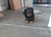 Beautiful litter of dachshund puppies