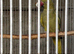 Ringneck Male&Female