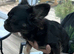 French bulldog fluffy