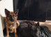 GSD. Litter of 3 - 1 sable boy available