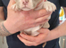 American Bully Pocket