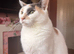 Beautiful Calico girl