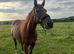 15.3h chestnut gelding
