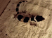 Leopard gecko babies