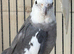 Pair of cockatiels