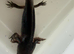Axolotl