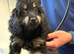 Daxiepoo girls and boys puppies are ready now