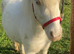 Perfect therapy/show/children's pony