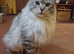 Maine Coon kittens. Mother is TICA registered.