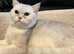 Full white cat looking for a forever home