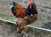 Porcelain Brahma hatching eggs