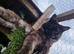 Black smoke male mainecoon