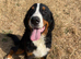 BERNESE MOUNTAIN DOG
