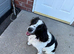 Cocker spaniel girl 9 months old