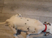 Six beautiful dalmatian puppies