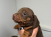 Miniature dachshunds
