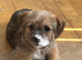 3 months old fully vaccinated pups
