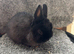 Two Netherland dwarfs