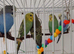 Beautiful baby budgies