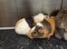 Two female guinea pigs