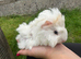 Baby guinea pigs