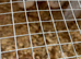 Button quail