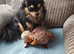 Chihuahua stud in Exmouth