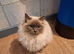 Ragdoll