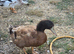 Buff Orpington Drakes