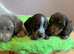 Stunning long & short coat mini dachshund pups