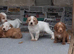Stunning sprocker pups