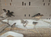 Bengalise finches