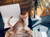 Champion BL Cinnamon Silver Abyssinian Female Available