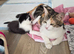 1 black and white female kitten