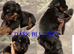 Puppies