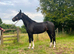 14.2hh 4 year old registered Hackney mare