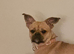 Frenchie cross shiatsu