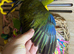 4x hand reared kakariki chicks