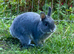 Netherland dwarf female rabbit