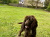 Gorgeous cocker spaniel puppies