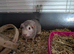 Beautiful young guinea pigs