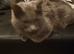 Male cat