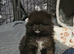 FULLY VACCINATED.   Champion bloodlines. kc registered Pomeranian puppies